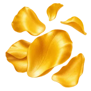 گلبرگ